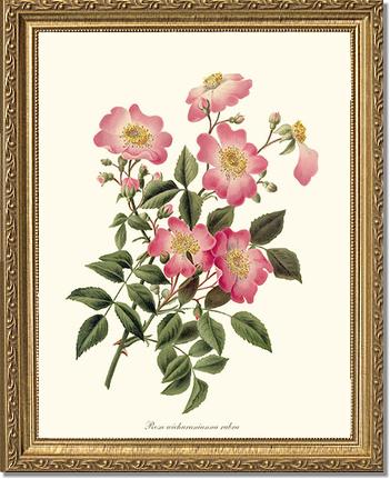 Rose Wall Art Print: Wichuraiana rubra - Vintage Botanical Wall Decor- Charting Nature