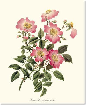 Rose Print: Wichuraiana rubra
