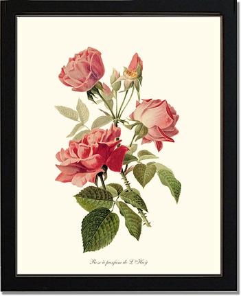 Rose Wall Art Print: Rose a Parfum de l Hay - Vintage Botanical Wall Decor- Charting Nature