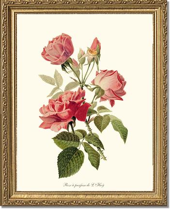 Rose Wall Art Print: Rose a Parfum de l Hay - Vintage Botanical Wall Decor- Charting Nature