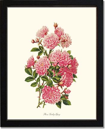 Rose Wall Art Print: Rose Lady Gay - Vintage Botanical Wall Decor- Charting Nature