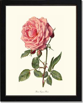 Rose Wall Art Print: Rose Lyon - Vintage Botanical Wall Decor- Charting Nature