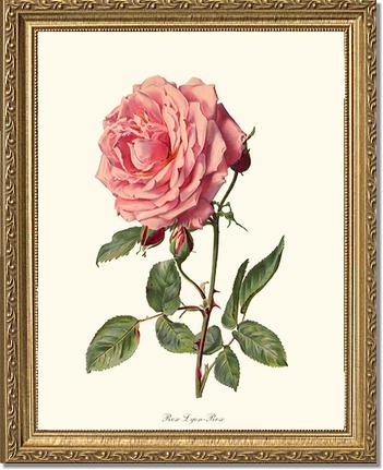 Rose Wall Art Print: Rose Lyon - Vintage Botanical Wall Decor- Charting Nature