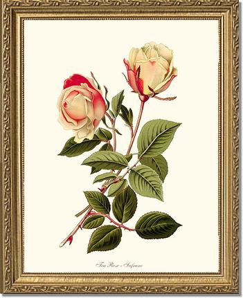 Rose Wall Art Print: Safrano - Vintage Botanical Wall Decor- Charting Nature