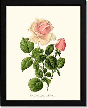 Rose Wall Art Print: La France - Vintage Botanical Wall Decor- Charting Nature