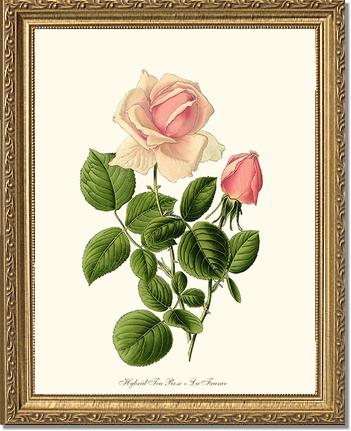 Rose Wall Art Print: La France - Vintage Botanical Wall Decor- Charting Nature