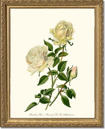 Rose Wall Art Print: Bourbon - Vintage Botanical Wall Decor- Charting Nature