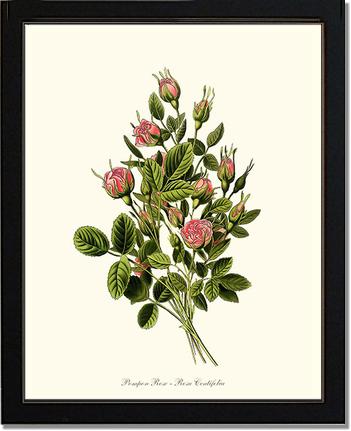 Rose Wall Art Print: Pompon - Vintage Botanical Wall Decor- Charting Nature