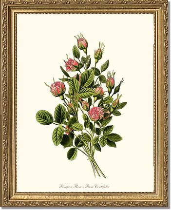 Rose Wall Art Print: Pompon - Vintage Botanical Wall Decor- Charting Nature