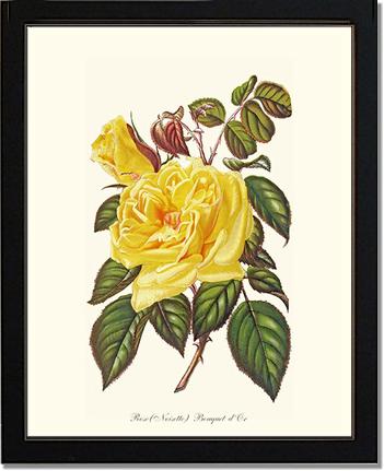 Rose Wall Art Print: Bouquet d Or - Vintage Botanical Wall Decor- Charting Nature