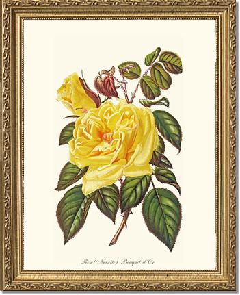 Rose Wall Art Print: Bouquet d Or - Vintage Botanical Wall Decor- Charting Nature