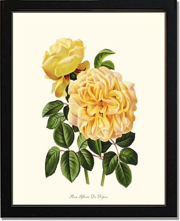 Rose Wall Art Print: Gloire de Dijon - Vintage Botanical Wall Decor- Charting Nature