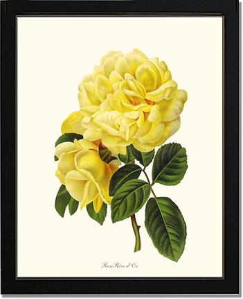 Rose Wall Art Print: Rose Reve d Or - Vintage Botanical Wall Decor- Charting Nature