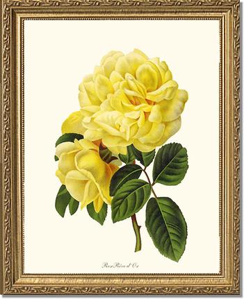 Rose Wall Art Print: Rose Reve d Or - Vintage Botanical Wall Decor- Charting Nature