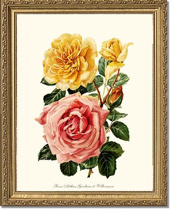 Rose Wall Art Print: Roses Willowmere - Vintage Botanical Wall Decor- Charting Nature