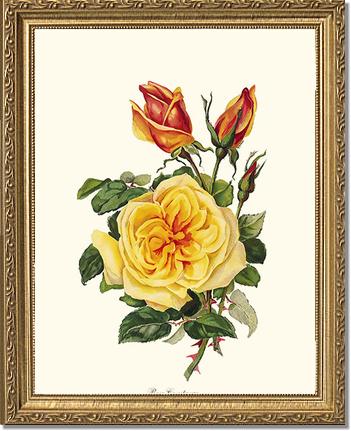 Rose Wall Art Print: Rose Constance - Vintage Botanical Wall Decor- Charting Nature