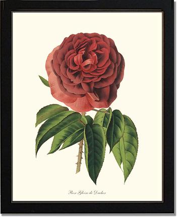 Rose Wall Art Print: Gloire de Ducher - Vintage Botanical Wall Decor- Charting Nature