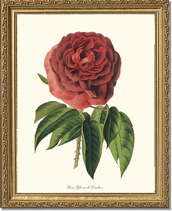Rose Wall Art Print: Gloire de Ducher - Vintage Botanical Wall Decor- Charting Nature