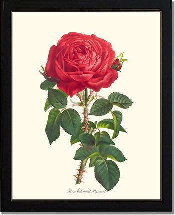 Rose Wall Art Print: Edouard Pynaert - Vintage Botanical Wall Decor- Charting Nature