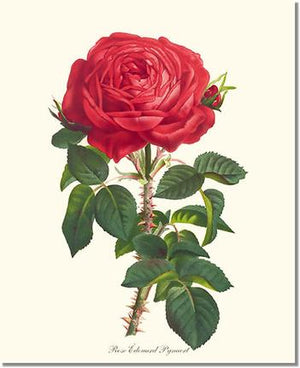 Rose Print: Edouard Pynaert