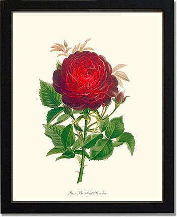 Rose Wall Art Print: President Senelar - Vintage Botanical Wall Decor- Charting Nature