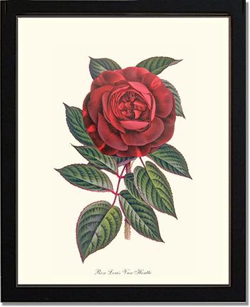 Rose Wall Art Print: Hybride Remontante "Louis Van Houtte" - Vintage Botanical Wall Decor- Charting Nature