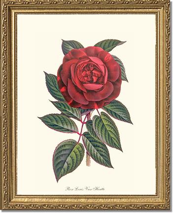Rose Wall Art Print: Hybride Remontante "Louis Van Houtte" - Vintage Botanical Wall Decor- Charting Nature