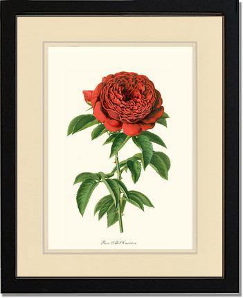 Rose Wall Art Print: Abel Carriere - Vintage Botanical Wall Decor- Charting Nature