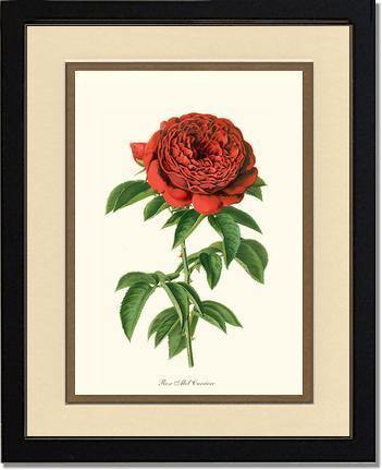 Rose Wall Art Print: Abel Carriere - Vintage Botanical Wall Decor- Charting Nature