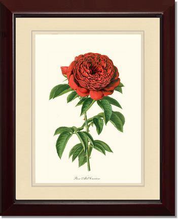 Rose Wall Art Print: Abel Carriere - Vintage Botanical Wall Decor- Charting Nature