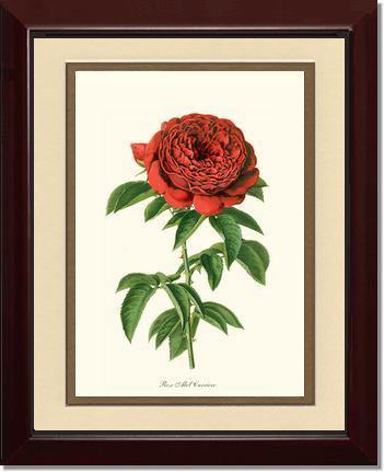 Rose Wall Art Print: Abel Carriere - Vintage Botanical Wall Decor- Charting Nature
