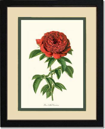 Rose Wall Art Print: Abel Carriere - Vintage Botanical Wall Decor- Charting Nature