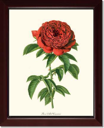 Rose Wall Art Print: Abel Carriere - Vintage Botanical Wall Decor- Charting Nature