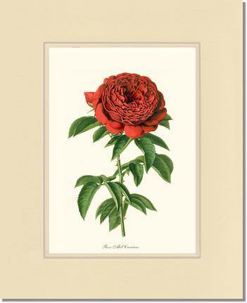 Rose Wall Art Print: Abel Carriere - Vintage Botanical Wall Decor- Charting Nature