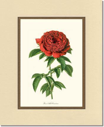 Rose Wall Art Print: Abel Carriere - Vintage Botanical Wall Decor- Charting Nature