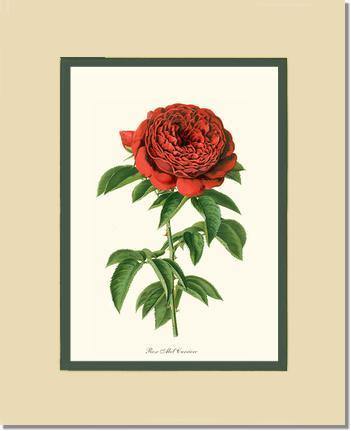 Rose Wall Art Print: Abel Carriere - Vintage Botanical Wall Decor- Charting Nature
