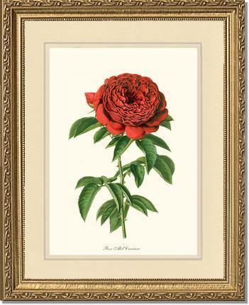 Rose Wall Art Print: Abel Carriere - Vintage Botanical Wall Decor- Charting Nature