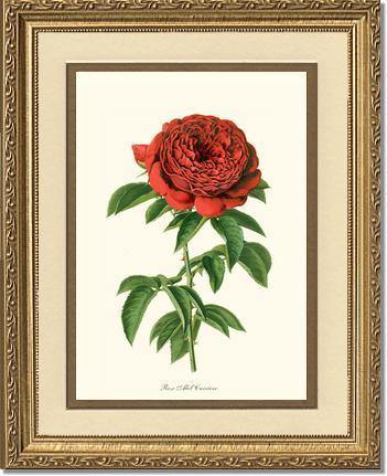 Rose Wall Art Print: Abel Carriere - Vintage Botanical Wall Decor- Charting Nature