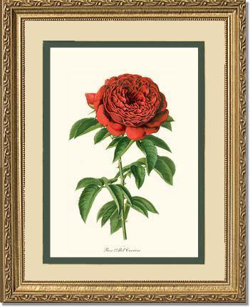 Rose Wall Art Print: Abel Carriere - Vintage Botanical Wall Decor- Charting Nature
