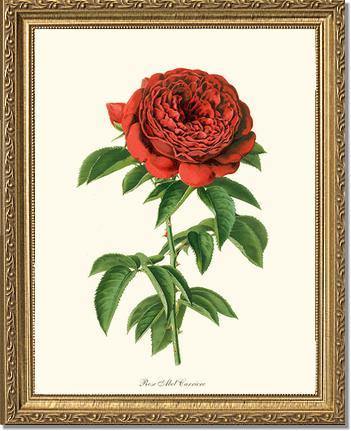 Rose Wall Art Print: Abel Carriere - Vintage Botanical Wall Decor- Charting Nature