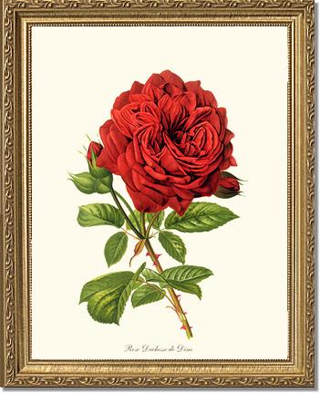 Rose Wall Art Print: Duchesse de Dino - Vintage Botanical Wall Decor- Charting Nature
