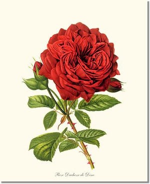 Rose Print: Duchesse de Dino