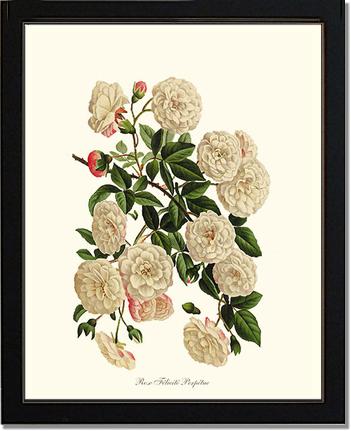 Rose Wall Art Print: Felicite Perpetue - Vintage Botanical Wall Decor- Charting Nature