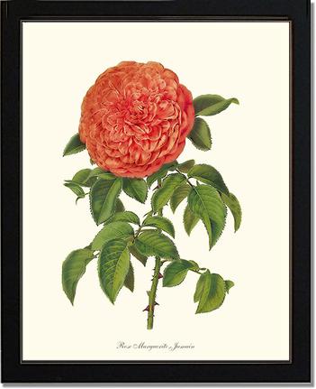 Rose Wall Art Print: Marguerite Jamain - Vintage Botanical Wall Decor- Charting Nature