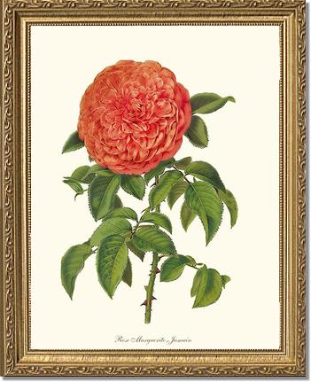 Rose Wall Art Print: Marguerite Jamain - Vintage Botanical Wall Decor- Charting Nature