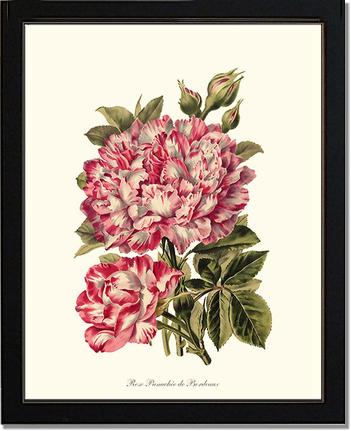 Rose Wall Art Print: Panachee de Bordeaux - Vintage Botanical Wall Decor- Charting Nature