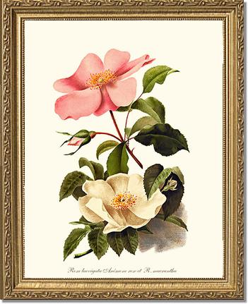 Rose Wall Art Print: Cherokee Rose and Anemone Rose - Vintage Botanical Wall Decor- Charting Nature