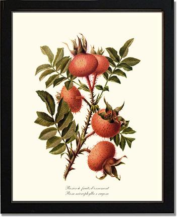 Rose Wall Art Print: Rosier a Fruits d'Ornement - Vintage Botanical Wall Decor- Charting Nature