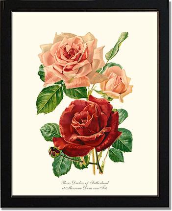 Rose Wall Art Print: Duchess of Sutherland et Mevrouw Dora van Te - Vintage Botanical Wall Decor- Charting Nature