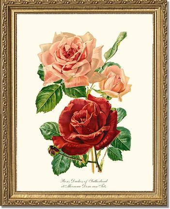 Rose Wall Art Print: Duchess of Sutherland et Mevrouw Dora van Te - Vintage Botanical Wall Decor- Charting Nature